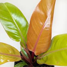 Image result for Filodendron Philodendron