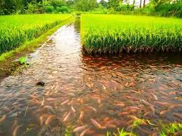 Aktiviti pertanian terutama tanaman padi adalah tanaman strategik bagi negara kerana ia menjamin sekuriti makanan negara disamping secara tradisinya golongan petani adalah golongan yang berpendapatan rendah. Mina Padi Rekayasa Waktu Orang Zaman Dulu Ngalam Co