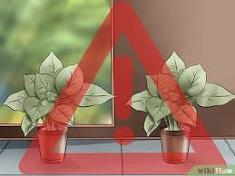 The toxins cause discoloration along the veins, spreading to the entire leaf which will then dry out. Expert Advice On How To Get Rid Of Spider Mites Wikihow