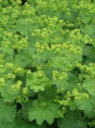Image result for Alchemilla johnstonii