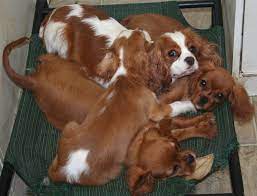 Cute Cavaliers Cavalier King Charles King Charles Dog King Charles