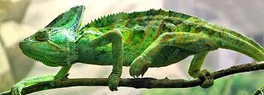 Chameleon Care Sheet Habitat Supplies Petsmart
