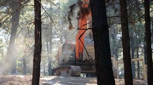 Belgesel] Orman, millet bahçesi olunca: Aydosun hüzünlü ağaçları,  Aydostların çabasıyla kurtulabilecek mi? - Yeşil Gazete