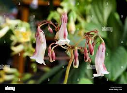 Image result for Indigofera heterotricha