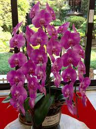 Moth Orchid Miyajima Island Japan Orchids Orchid Plants Moth Orchid
