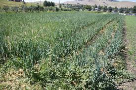 A great place to grow. Eastern Idaho Is A Great Place To Grow Onions Parsnips And Radishes And Here S The Secret To A Successful Harvest East Idaho News
