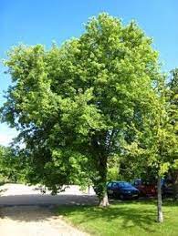 Silver Maple Nuisance Tree Or Landscaper S Dream Maple Tree Seeds Tree Seeds Silver Maple Tree