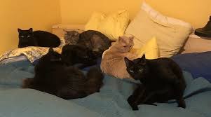 Near you 20+ pet sitters near you. Adventures In Sitting Kitties 37 Reviews Pet Sitting Capitol Hill Seattle Wa Phone Number Yelp