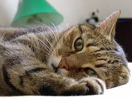 Die lösung und 1000e weitere arbeitsblätter zum gratis download: Zzf Zzf Empfiehlt Wahrend Der Corona Krise Katzen Sollten Im Haus Bleiben