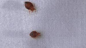 Im verdachtsfall müssen potenzielle rückzugsräume der wanzen wie betten, sofas und deren umgebung peinlich genau. Bettwanzen Vorbeugen Erkennen Und Bekampfen Ratgeber