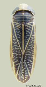 Image result for Corixidae