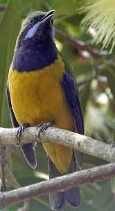 Birds Of A Feather Song Pin On Bird Song Loras Leafbirds Asian Fairy Birds Bulbuls