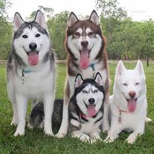  Akira Blaze Shiloh Phenix On Instagram Dog Photography Animals Snow Dogs
