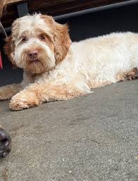 14th anniversary of Gotcha day for our 1 pound baby, Olive.