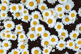 Download pictures, illustrations and vectors for free! 500 Daisy Pictures Download Free Images On Unsplash