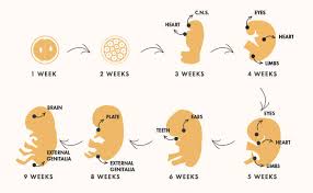 Image result for First Trimester Education