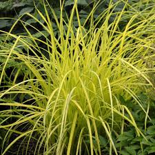 Image result for Carex cognata