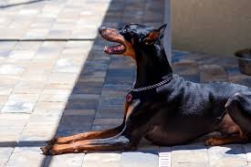 Animal medical clinic of tallahassee, fl, offers pet boarding, pet vaccinations, and other vet services to local pets & pet parents. Capital Veterinary Specialists Tallahassee Home Facebook