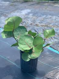 Image result for Coccoloba