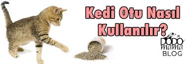 Kedi Otu Nasil Kullanilir