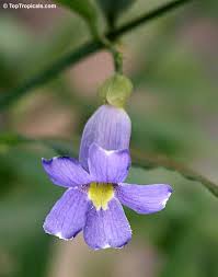 Image result for Thunbergia kirkiana