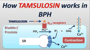 How Tamsulosin Works In Bph Nurse Life Nurse Pharmocology