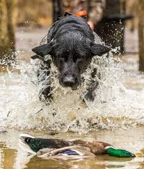 Pin On Hunting