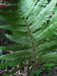 Image result for Ctenitis