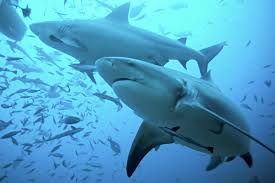 Bull shark diving is an increasingly popular activity in playa del carmen, with people coming from all over the world to admire it in its natural habitat. 40 Bull Shark Facts About The Most Common Shark In The World