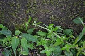 Image result for Spermacoce mauritiana