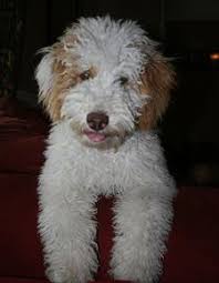 I understand that my puppy is being sold as a pet only, not as a breeding dog. 13 Australian Labradoodles Looking For Forever Homes Www Labradoodledreams Com Availablelabradooodlepuppies Ideas Labradoodle Puppies Australian Labradoodle
