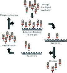 Antibodies also bind to their target with incredibly high specificity and affinity, which led to them being developed they showed that serum from animals infected with diphtheria can prevent infection and treat serum of immunized or infected animals will contain many different antibodies, referred to as. Antibody Engineering For Biosensor Applications Springerlink