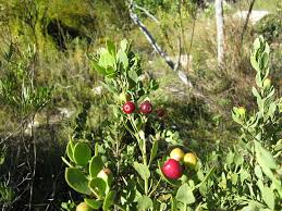 Image result for Osyris compressa