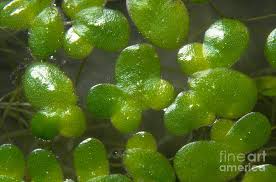 Image result for Lemna minor