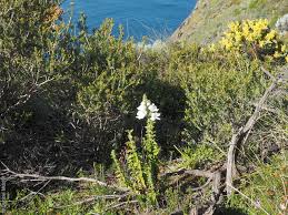 Image result for Xylopia collina