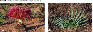 Image result for Plinthus karooicus