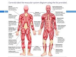 We think this is the most useful anatomy picture that you need. 34 Label The Muscles Of The Body Labels Database 2020
