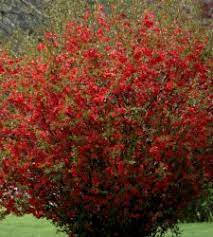 Flowering quince, chinese flowering quince. Texas Scarlet Flowering Quince Chaenomeles Growers Solution