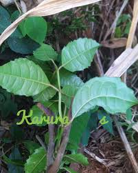 Image result for Xymalos monospora