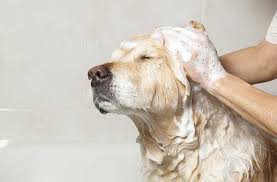 Is johnson's baby shampoo good for daily use, or will it also strip away the natural oil? Baby Shampoo For Dogs Vs Specialized Dog Shampoos