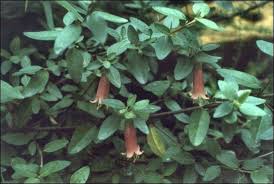 Correa pulchella species and cultivars including correa pulchella 'pink mist', correa pulchella 'orage glow' and correa 'carmine bells'. Plantfiles Pictures Correa Australian Fuchsia Carmine Bells Correa By Kennedyh