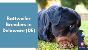Find rottweiler puppies and breeders in your area and helpful rottweiler information. 12 Rottweiler Breeders In Delaware De Rottweiler Puppies For Sale Animalfate