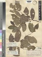 Image result for Monanthotaxis ferruginea