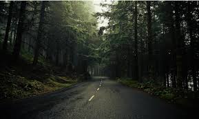 The Long Road Home I Absolutely Love Roads Lined By Trees Scenic Routes Beautiful Roads Nature