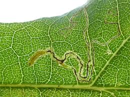 Image result for Stigmella roborella