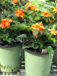 Image result for Crossandra