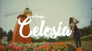 Taman Bunga Celosia Bandungan 35 Explore Semarang Central Java Semarang Bunga Taman