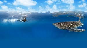 Anomalie dans la plus grande centrale nucleaire du monde japon. Photo Le Requin Baleine Le Plus Grand Poisson Du Monde