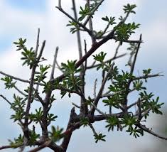 Image result for Indigofera cylindracea