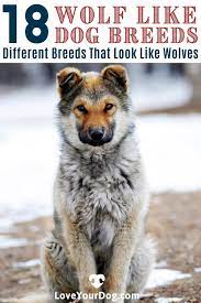 Wolf Like Dog Breeds 18 Different Breeds That Look Like Wolves Dogs Dog Breeds Breeds